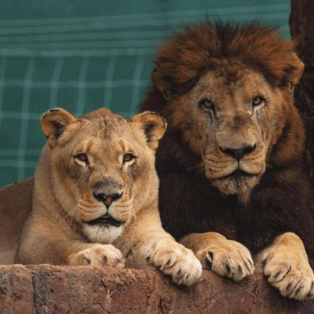Lions View Accommodation Mbombela Exteriör bild