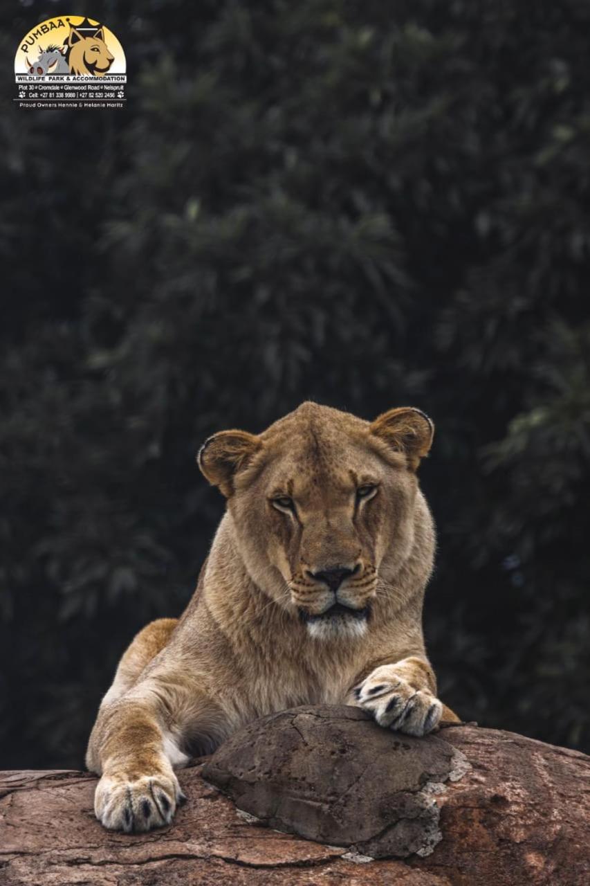 Lions View Accommodation Mbombela Exteriör bild
