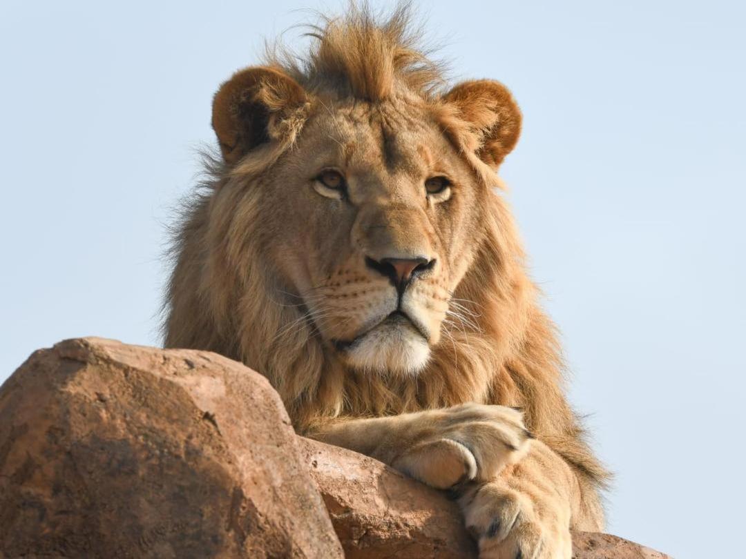 Lions View Accommodation Mbombela Exteriör bild