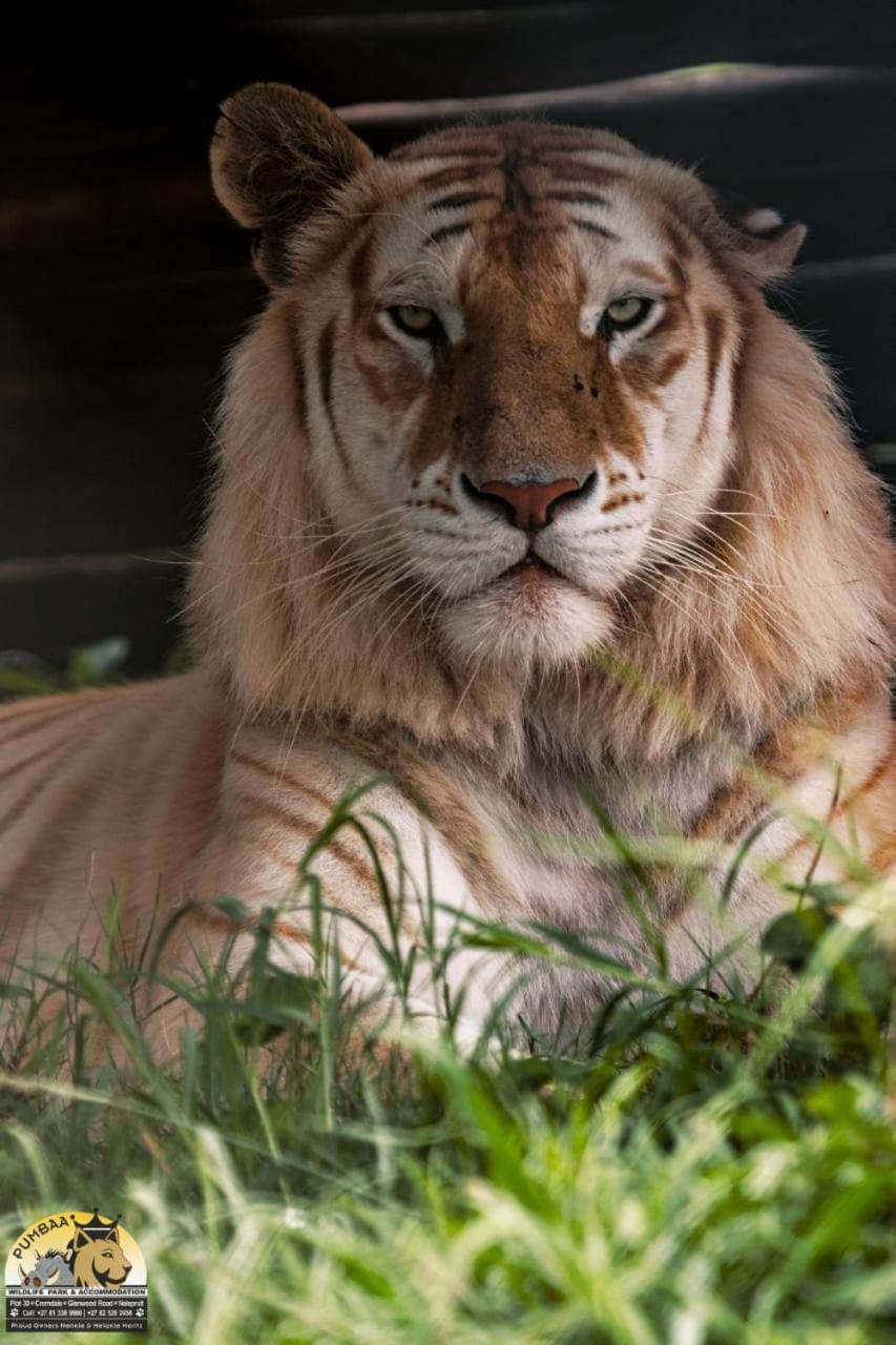 Lions View Accommodation Mbombela Exteriör bild