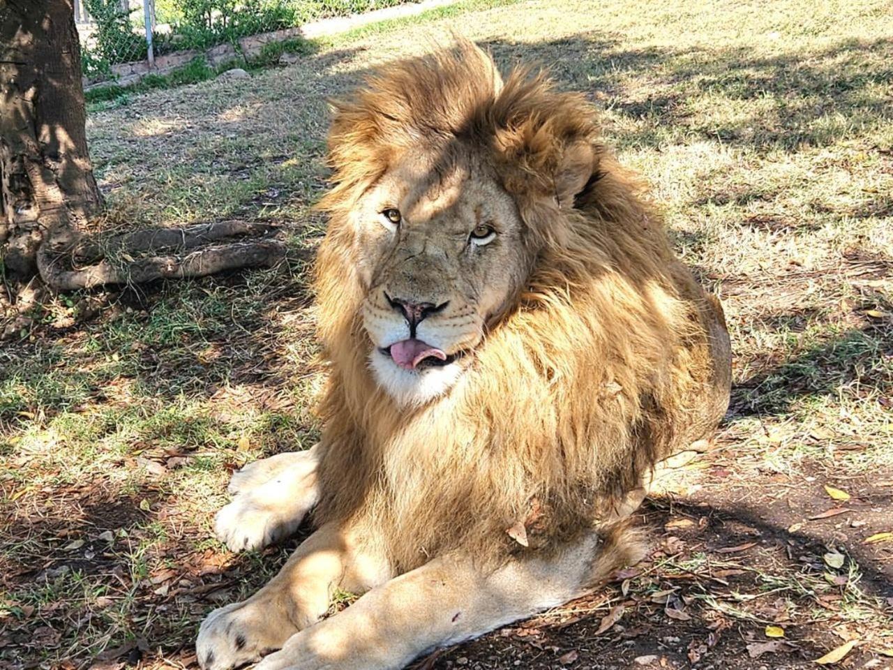 Lions View Accommodation Mbombela Exteriör bild